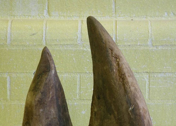 or tambo rhino horn