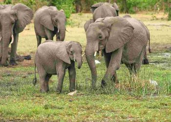elephants kruger national park poacher