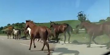 umhlali horses