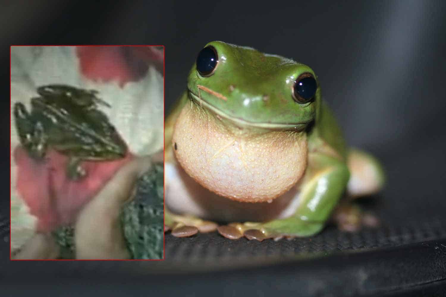 Pussy In Frog Girl - Live frog pulled out of woman's nether regions stuns social media - Swisher  Post