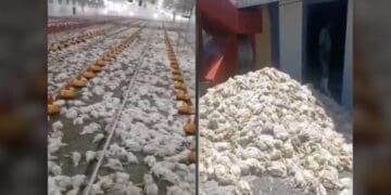 north west broiler chickens mass deaths eskom loadshedding Herman du preez