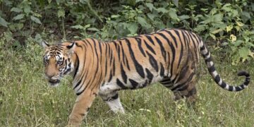Sheba tiger owner rassie erasmus