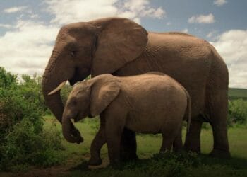 Eastern Cape travel guide Addo elephant national park