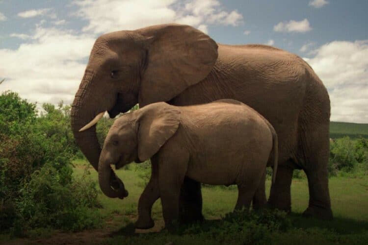 Eastern Cape travel guide Addo elephant national park
