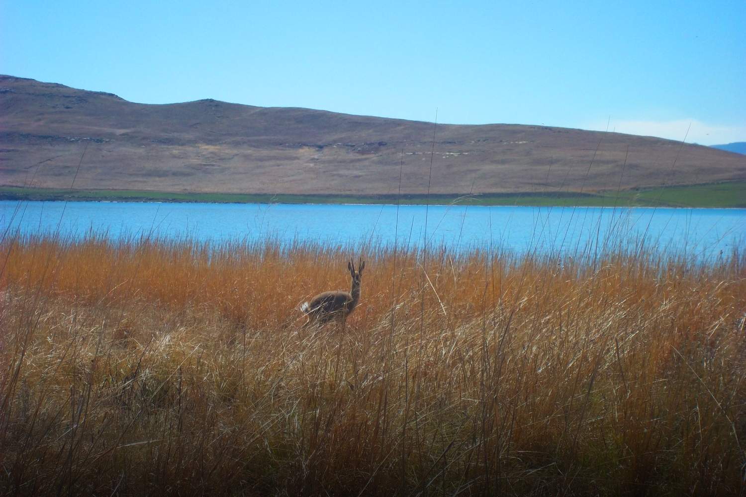 Free State travel guide When to visit, Places to visit, Safety suggestions Sterkfontein dam nature reserve