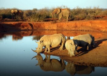 North West travel guide madikwe game reserve