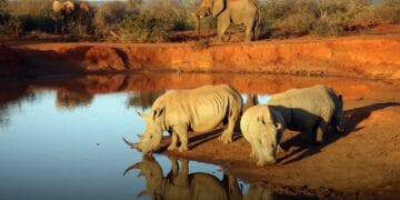 North West travel guide madikwe game reserve