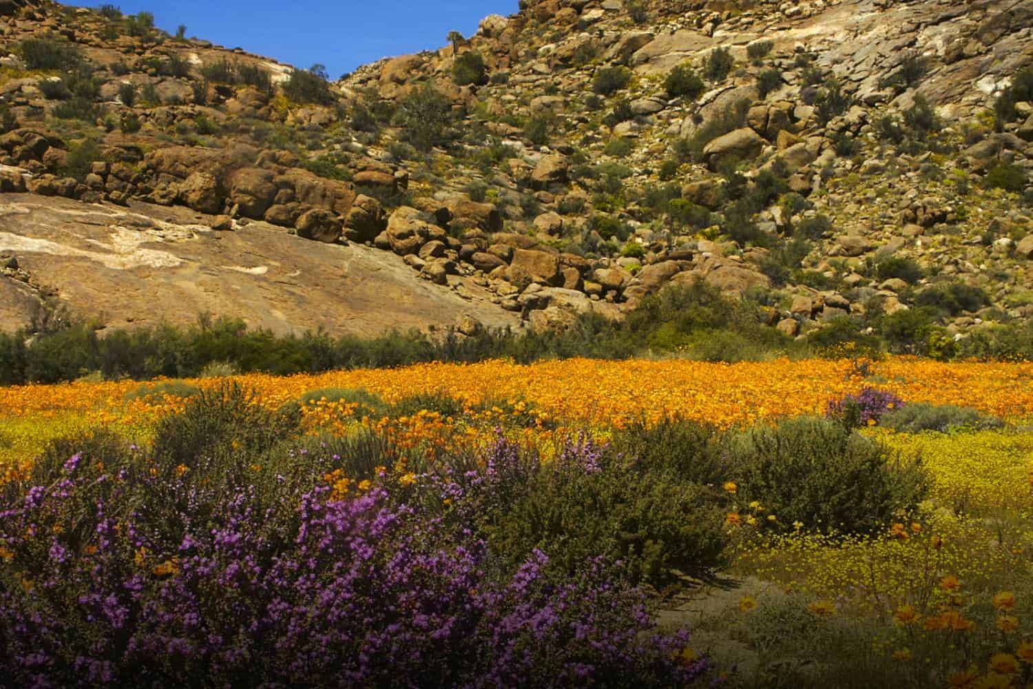 Northern Cape travel guide namaqualand
