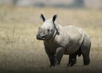 rhino killings