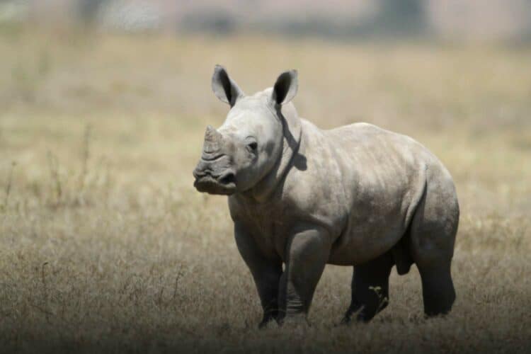 rhino killings