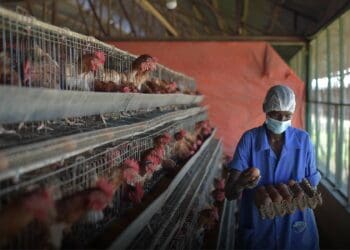 egg chicken shortage bird flu outbreak south africa