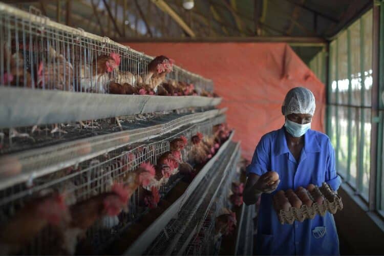 egg chicken shortage bird flu outbreak south africa