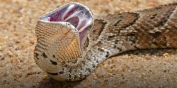 Ekurhuleni snakes puffer adder