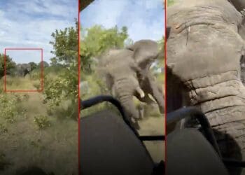 kafue national park elephant attack