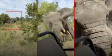 kafue national park elephant attack